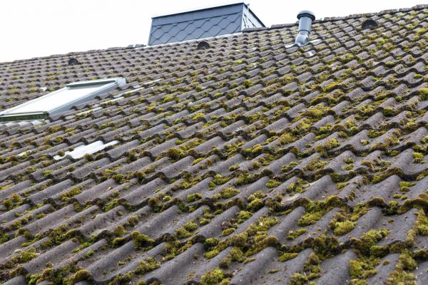 Roof Moss Control
